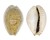 CYPRAEIDAE EROSARIA OCELLATA shell