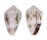 CONIDAE CONUS CORONATUS shell