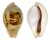 CYPRAEIDAE ERRONEA SUBVIRIDIS DORSALIS shell