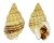 NASSARIIDAE NASSARIUS FESTIVUS shell