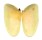 DONACIDAE DONAX VARIABILIS shell