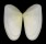 DONACIDAE DONAX VARIABILIS shell