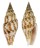 MITRIDAE CANCILLA ARMONICA shell