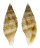 MITRIDAE CANCILLA TURNERI shell