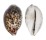 CYPRAEIDAE CYPRAEA TIGRIS shell