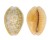 CYPRAEIDAE EROSARIA HELVOLA HELVOLA shell