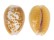 CYPRAEIDAE EROSARIA HELVOLA HELVOLA shell