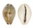 CYPRAEIDAE ZONARIA ROBERTSI shell