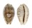 CYPRAEIDAE PALMADUSTA LENTIGINOSA shell