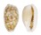 CYPRAEIDAE EROSARIA CRIBELLUM shell