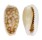 CYPRAEIDAE EROSARIA CRIBELLUM shell