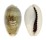 CYPRAEIDAE ERRONEA ERRONES COXI shell