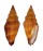 MITRIDAE VEXILLUM VULPECULA shell