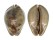 CYPRAEIDAE TRONA STERCORARIA shell