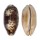 CYPRAEIDAE CHELYCYPRAEA TESTUDINARIA shell