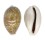 CYPRAEIDAE CYPRAEA VITELLUS shell
