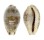 CYPRAEIDAE PALMADUSTA LENTIGINOSA shell