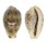 CYPRAEIDAE PALMADUSTA LENTIGINOSA shell