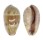 CYPRAEIDAE ERRONEA WALKERI WALKERI VIOLA shell
