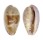 CYPRAEIDAE ERRONEA WALKERI WALKERI VIOLA shell