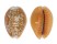 CYPRAEIDAE EROSARIA HELVOLA HELVOLA shell