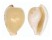 CYPRAEIDAE CYPRAEOVULA EDENTULA shell
