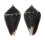 MITROMORPHIDAE MITROMORPHA ATRAMENTOSA shell