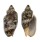 VOLUTIDAE CYMBIOLA VESPERTILIO shell