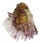 CHAMIDAE CHAMA LAZARUS shell