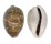 CYPRAEIDAE CYPRAEA VITELLUS shell