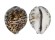 CYPRAEIDAE CYPRAEA TIGRIS shell