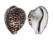 CYPRAEIDAE CYPRAEA TIGRIS shell