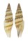 MITRIDAE VEXILLUM CURVILIRATUM shell