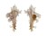 MURICIDAE HOMALOCANTHA ZAMBOI shell