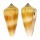 CONIDAE CONUS CONSORS shell