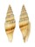 MITRIDAE VEXILLUM CURVILIRATUM shell