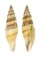 MITRIDAE VEXILLUM CURVILIRATUM shell