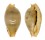 CYPRAEIDAE CYPRAEA MARTINI SUPERSTES shell