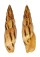 MITRIDAE MITRA INCOMPTA shell