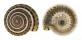 ARCHITECTONICIDAE ARCHITECTONICA PERSPECTIVA shell
