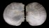 PLACUNIDAE PLACUNA QUADRANGULA shell