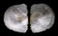 PLACUNIDAE PLACUNA QUADRANGULA shell