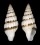 MITRIDAE COSTELLARIA UNIFASCIATA shell