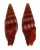MITRIDAE VEXILLUM CORALLINUM shell
