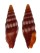 MITRIDAE VEXILLUM CORALLINUM shell