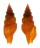 TURRIDAE LIENARDIA ROSEOTINCTA shell