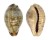 CYPRAEIDAE ZONARIA ZONARIA shell