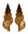 TURRIDAE TRITONOTURRIS AMABILE shell