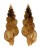 TURRIDAE TRITONOTURRIS AMABILE shell