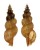 TURRIDAE TRITONOTURRIS AMABILE shell